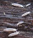 Heteraphorura subtenuis