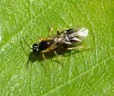 Late Birch Leaf Edgeminer