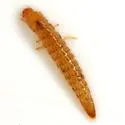 Comal Springs Riffle Beetle - Heterelmis comalensis