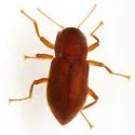 Comal Springs Riffle Beetle - photo 2