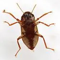 Comal Springs Riffle Beetle - photo 3