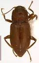 Comal Springs Riffle Beetle - photo 4