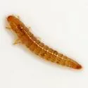 Comal Springs Riffle Beetle - photo 5