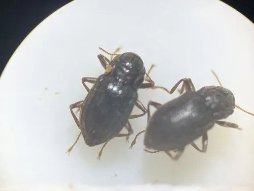 Heterelmis glabra