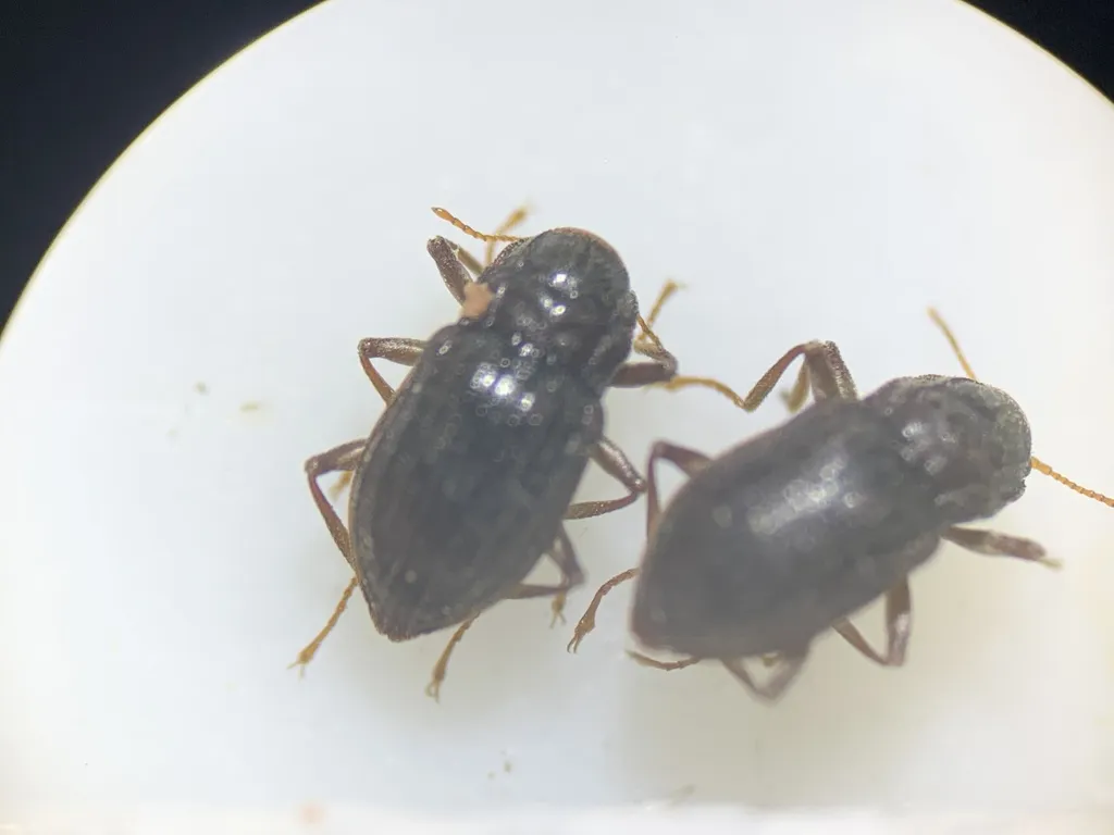 Heterelmis glabra - photo 2
