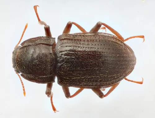 Heterelmis obesa