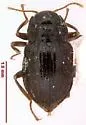Heterelmis obscura