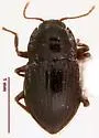 Heterelmis simplex