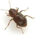 Heterelmis vulnerata