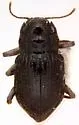 Heterelmis vulnerata - photo 2