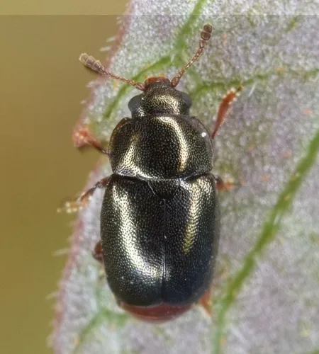 Heterhelus abdominalis - photo 3