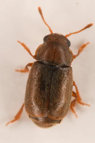 Heterhelus pennatus
