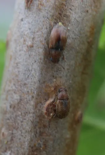Heterhelus scutellaris