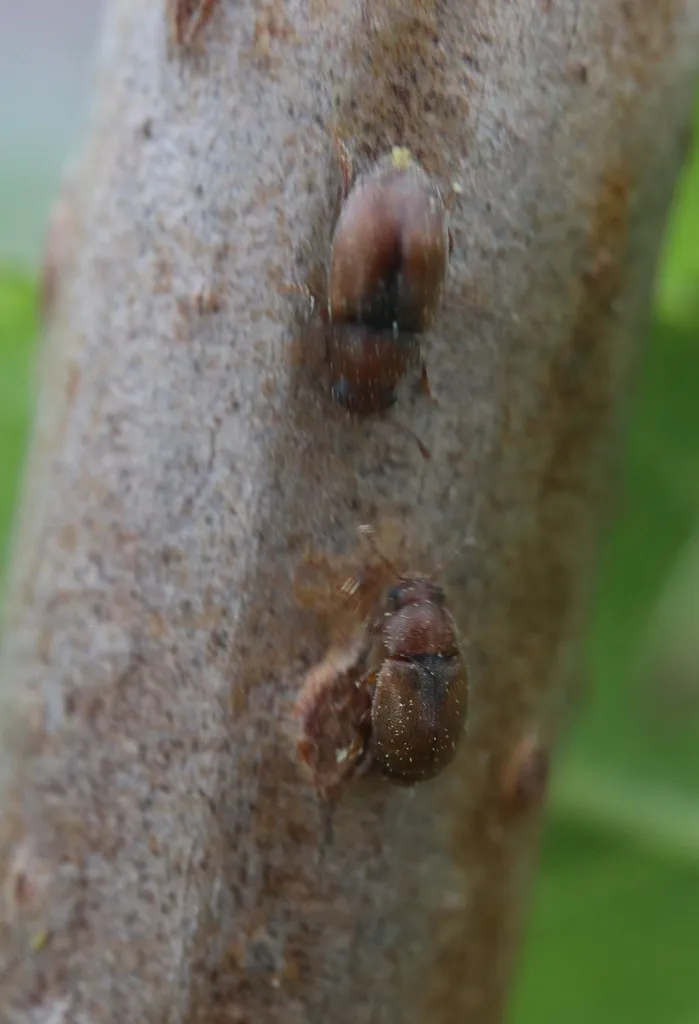 Heterhelus scutellaris - photo 2