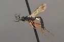 Heterischnus coloradensis - photo 3