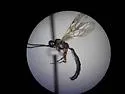 Heterischnus huardi - photo 2