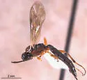 Heterischnus huardi - photo 4