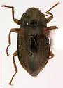 Heterlimnius browni