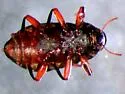 Heterlimnius castanipennis