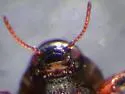 Heterlimnius castanipennis - photo 2