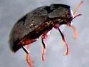 Heterlimnius castanipennis - photo 3