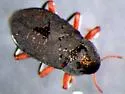 Heterlimnius castanipennis - photo 4
