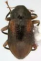 Heterlimnius castanipennis - photo 5