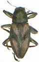 Heterlimnius dietrichi
