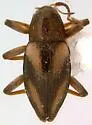 Heterlimnius dietrichi - photo 2