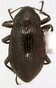 Heterlimnius divergens