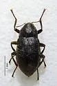 Heterlimnius divergens - photo 2