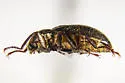 Heterlimnius divergens - photo 4