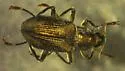 Heterlimnius elegans