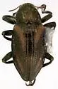 Heterlimnius elegans - photo 2