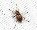 Heterlimnius elegans - photo 3