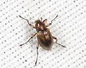 Heterlimnius elegans - photo 4