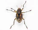 Heterlimnius elegans - photo 5