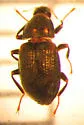 Heterlimnius fastiditus