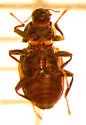 Heterlimnius fastiditus - photo 2