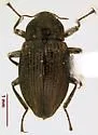 Heterlimnius fastiditus - photo 3