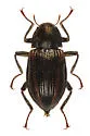 Heterlimnius fastiditus - photo 4