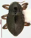 Heterlimnius immunis - Heterlimnius immunis