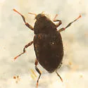 Heterlimnius ovalis