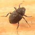 Heterlimnius ovalis - photo 2