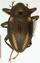 Heterlimnius ovalis - photo 3