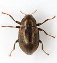 Heterlimnius ovalis - photo 4