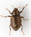 Heterlimnius ovalis - photo 5