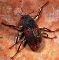Heterlimnius phaeus - Heterlimnius phaeus