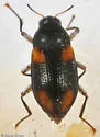 Heterlimnius quadrimaculatus