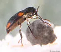 Heterlimnius quadrimaculatus - photo 2